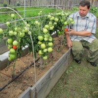 Сорта томатов для открытого грунта (24)