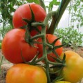 Среднеплодные томаты