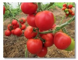 Проверенные сорта томатов