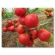 Проверенные сорта томатов (помидор)