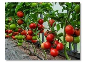 Проверенные сорта томатов