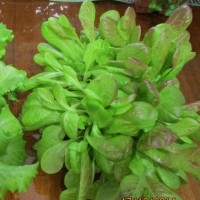 Как вырастить салат дома