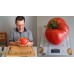 Проверенный сорт томатов - Минусинский великан