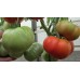 Проверенный сорт томатов - Юсуповские