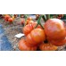 Проверенный сорт томатов - Гном Желто-мраморный