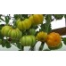 Проверенный сорт томатов -  Измайловский ребристый