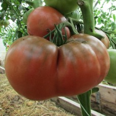 Сорт томатов - Углерод