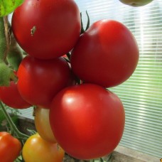 Сорт томатов - Удача