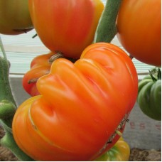 Сорт томатов - Медовуха
