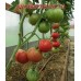 Сорт томатов - Зарево