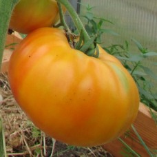 Проверенный сорт томатов - Желтый мрамор