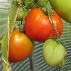 Сорт томатов - Неразлучные сердца