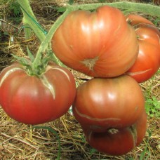 Сорт томатов - Гери О Сена