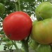 Сорт томатов - Малиновый натиск