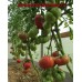 Сорт томатов - Малиновый натиск