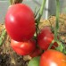 Сорт томатов - Камнепад