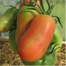 Сорт томатов - Ослиные уши