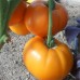 Проверенный сорт томатов - Память