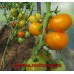 Проверенный сорт томатов - Память