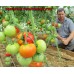 Проверенный сорт томатов -  Уральский великан