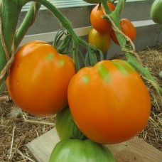 Проверенный сорт томатов - Оранж