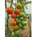 Проверенный сорт томатов -  Сангелла