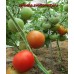 Сорт томатов - Старосельские