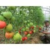 Проверенный сорт томатов - Сердце Италии