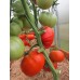 Проверенный сорт томатов - Дед Лева