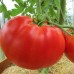 Проверенный сорт томатов - Кум