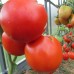 Сорт томатов - Вист