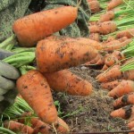 Морковь   «Крепыш»