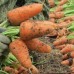 Морковь  «Крепыш»