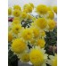 Зимостойкая хризантема Ванила лимон