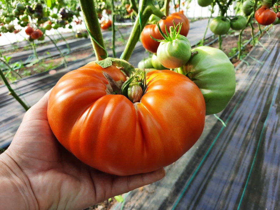 Сорт томатов - Кум - Урожайный красный гигант