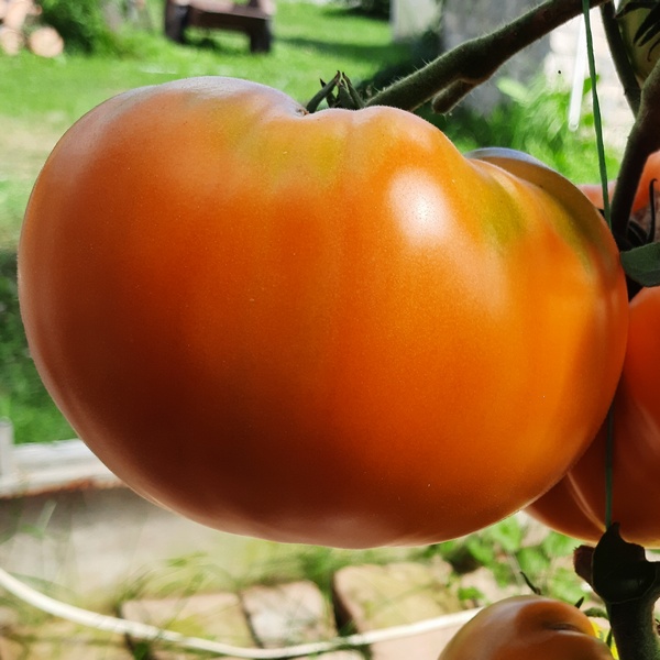 Сорт томатов - Сызранский оранжевый - Один из лучших оранжевых крупноплодов