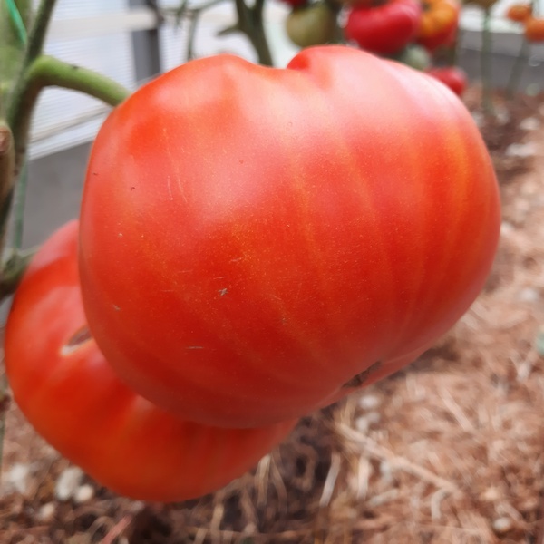 Сорт томатов - Спринт таймер - Супер урожайный крупноплодный красный сорт.