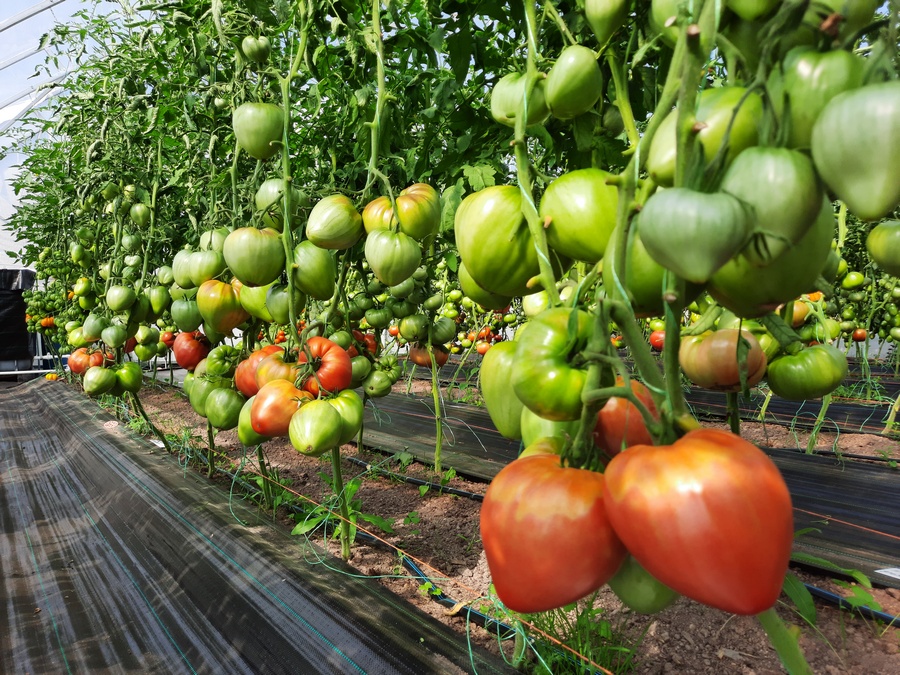 Разнообразие и выращивание томатов серии Бизон