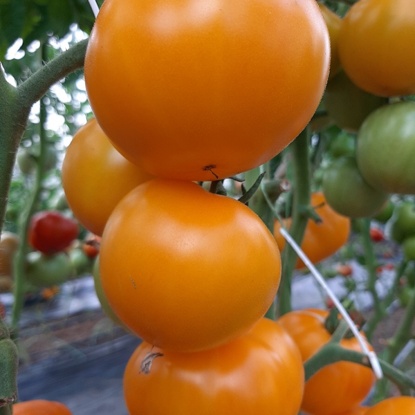 Сорт томата Желтая река - Супер урожайный желтый сорт.