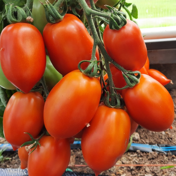 Проверенный сорт томатов - Засолочный деликатес - Урожайный сливовидныйнизкорослый сорт