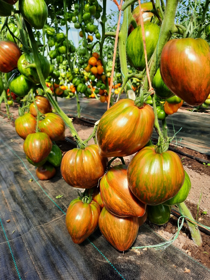 Проверенный сорт томатов - Темный полосатик
