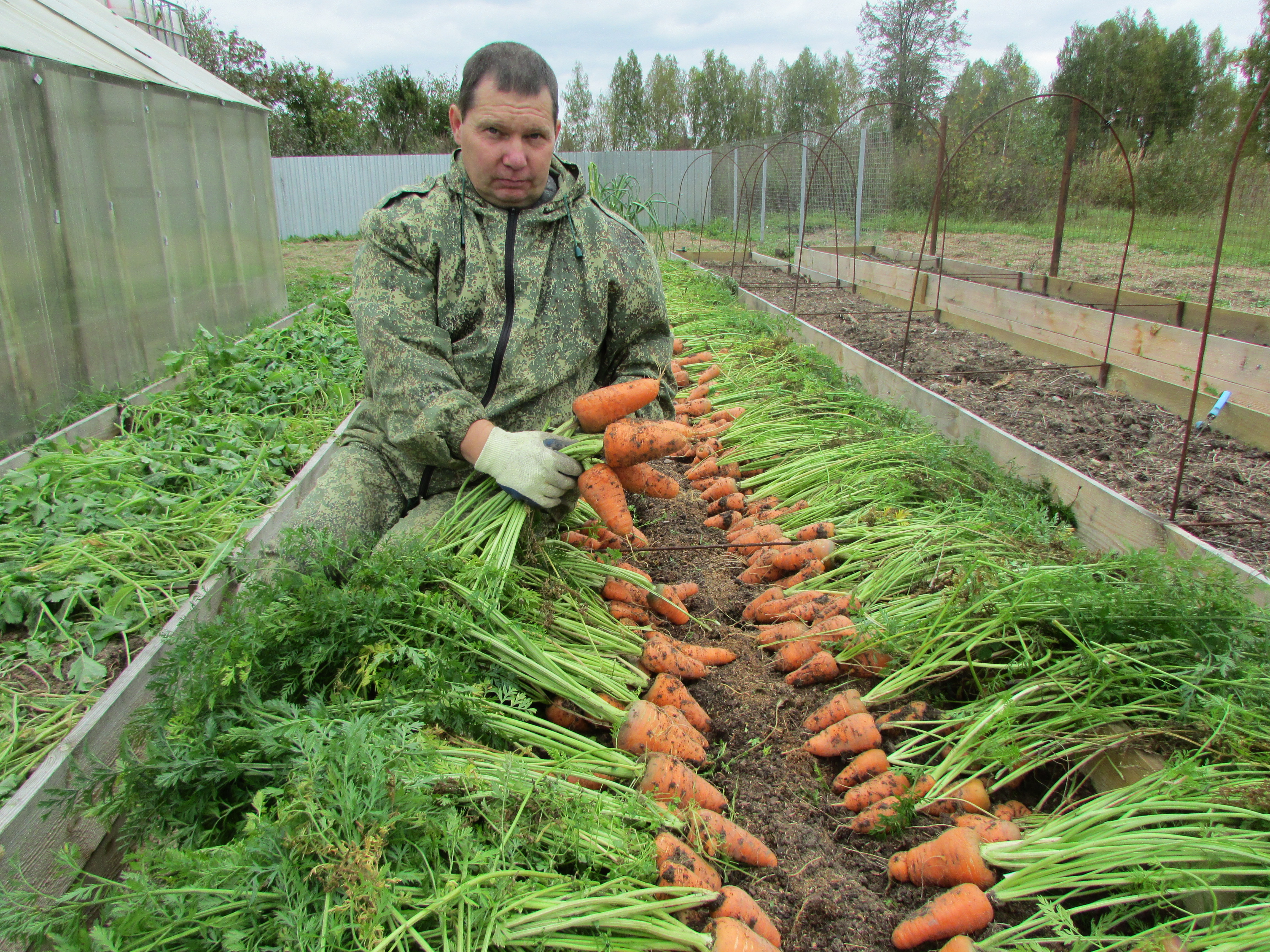 Как вырастить хороший урожай моркови. Овощи на грядке. Огород урожай. Морковь на грядке. Морковь в огороде.