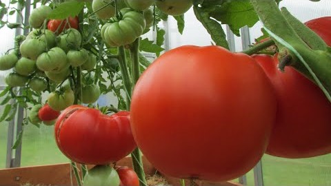 Сорт томатов - Кум 2020 год