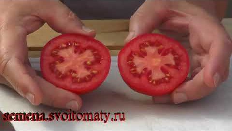 Сорт томатов - Видимо-невидимо в 2019 году