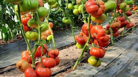 Проверенный сорт томатов - Оксихарт Бельмонте
