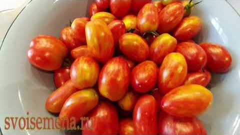 Проверенный сорт томатов  - Безумие Касади