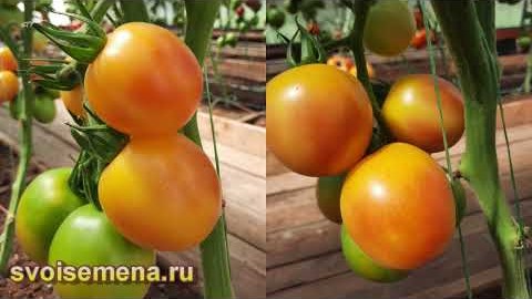 Проверенный сорт томатов  - Магия света