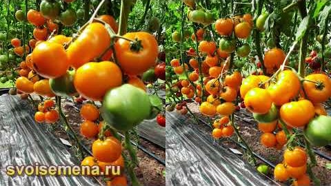 Проверенный сорт томатов  - Желтая река