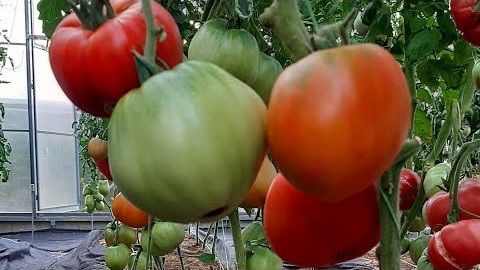 Проверенный сорт томатов Президент