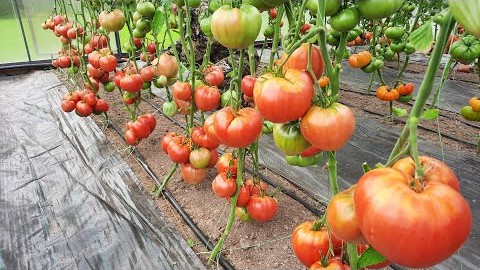 Проверенный сорт томатов - Гигант Подмосковья